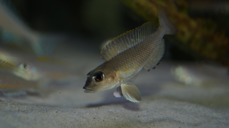 Lamprologus kungweensis